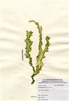 藏品(裂片石蓴)的圖片